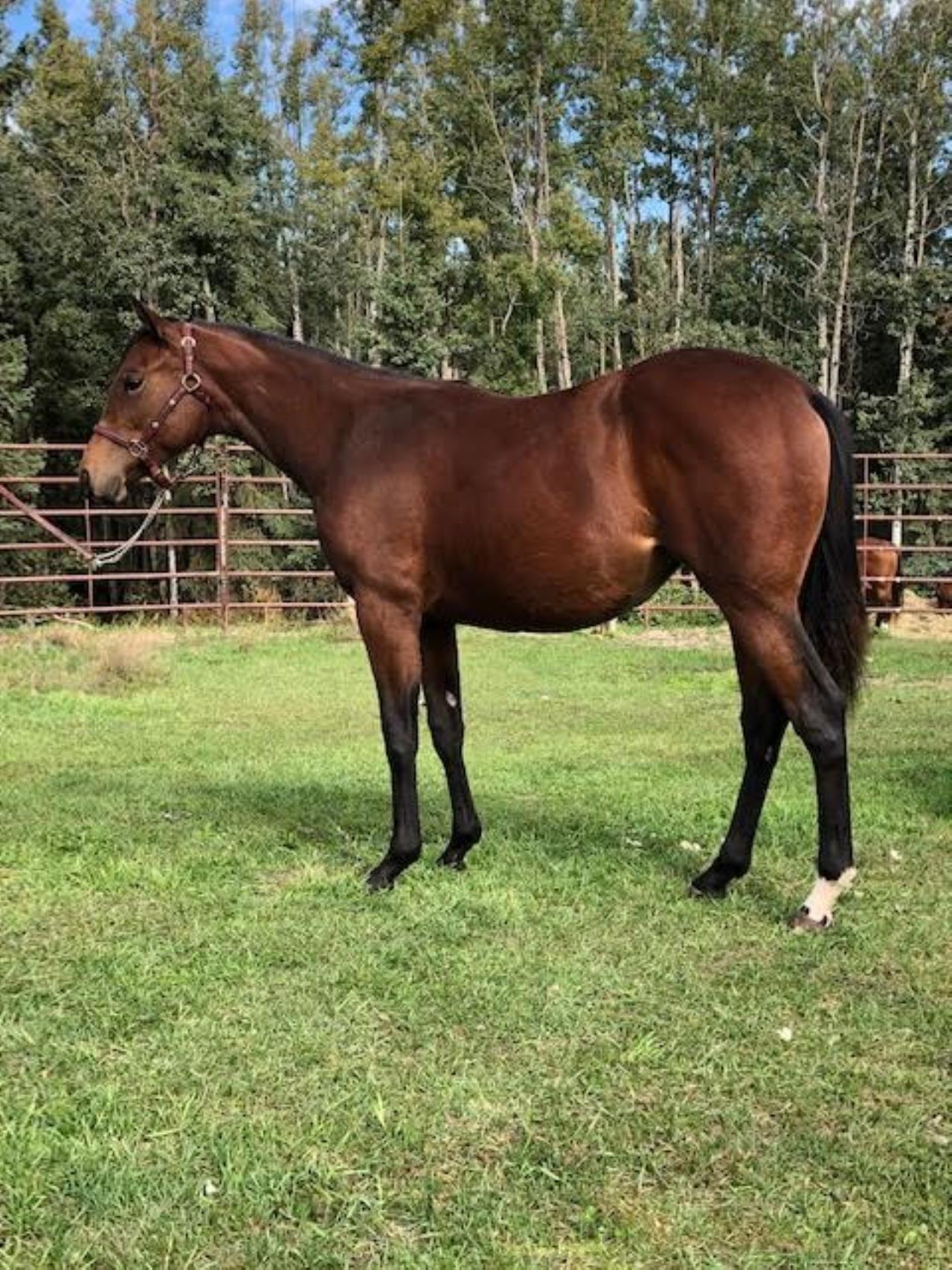 Home Heartland Quarter Horses